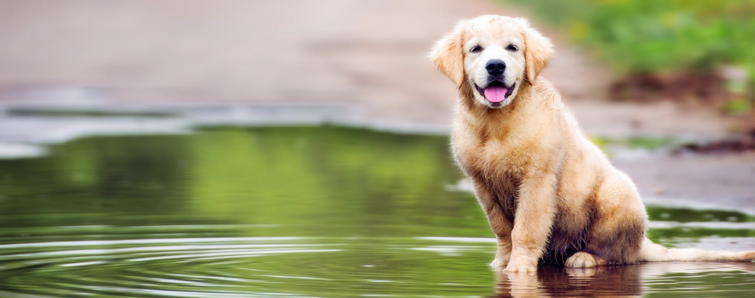 Ghana Dog Names Popular Male and Female Names Wag!
